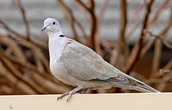 灰斑鳩1