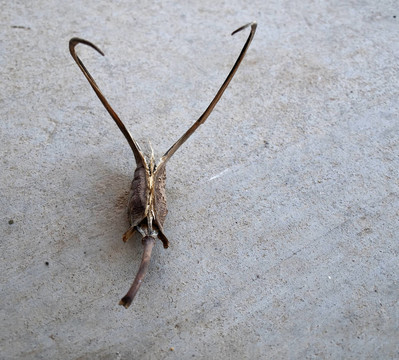 魔鬼在混凝土上的爪