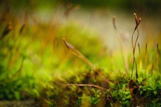 苔蘚