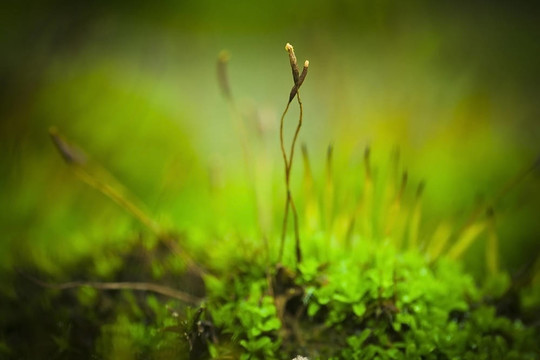 苔蘚