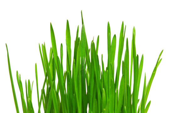 小麥草