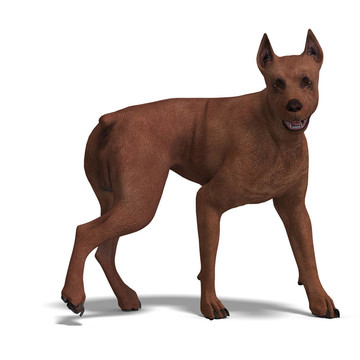迷你杜賓犬。3D渲染與剪輯路徑和陰影超過(guò)白色