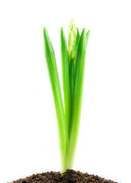 白色的花