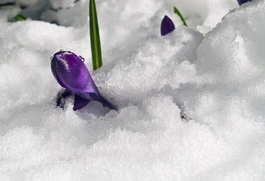 紫番紅花穿過春天的雪
