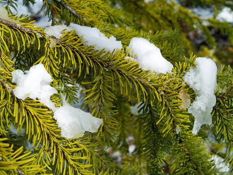 白雪覆蓋的松樹枝特寫