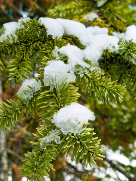 白雪覆蓋的松樹枝特寫