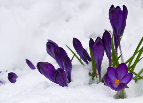 紫番紅花穿過春天的雪