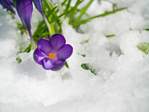 紫番紅花穿過春天的雪