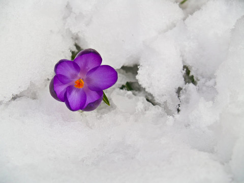 紫番紅花穿過春天的雪