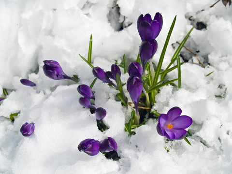 紫番紅花穿過春天的雪