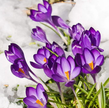 紫番紅花穿過春天的雪