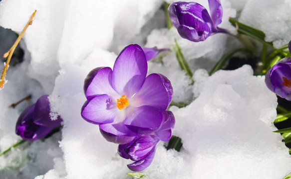 紫番紅花穿過春天的雪
