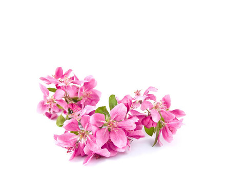 White上明亮的粉紅色叢生的樹花