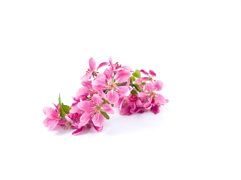 White上明亮的粉紅色叢生的樹花