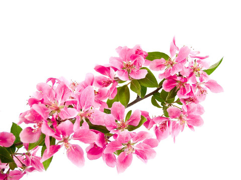 White上明亮的粉紅色叢生的樹花