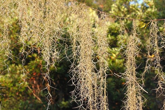 西班牙苔蘚（Tillandsia usneoides）