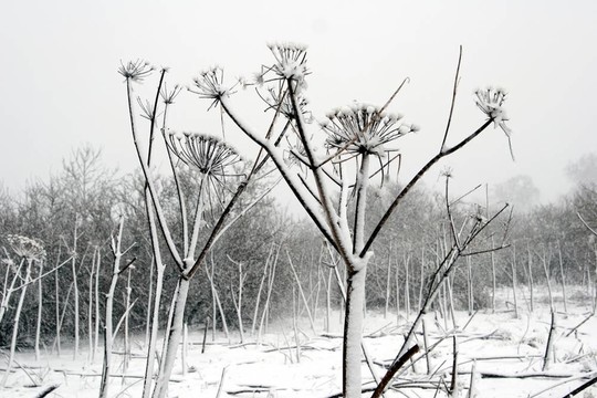 氣候；寒冷；丹麥；Frozen；自然；景觀；景觀
