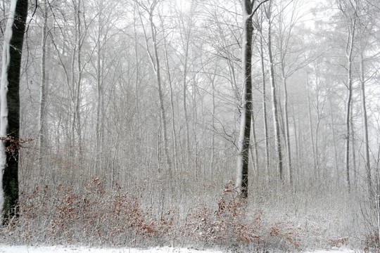 氣候；寒冷；丹麥；森林；森林；Frozen；自然
