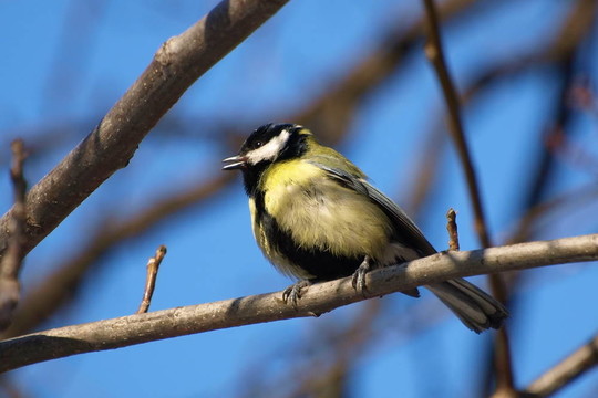 大山雀Parus major；