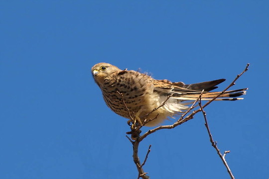 紅隼；Falco tinnunculus