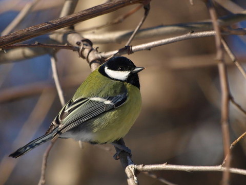 大山雀Parus major；