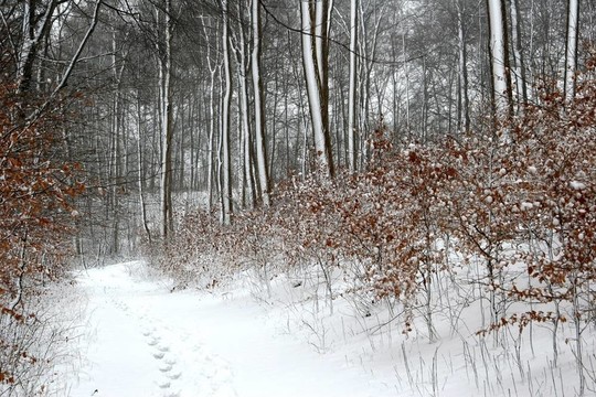 氣候；寒冷；丹麥；森林；森林；Frozen；自然