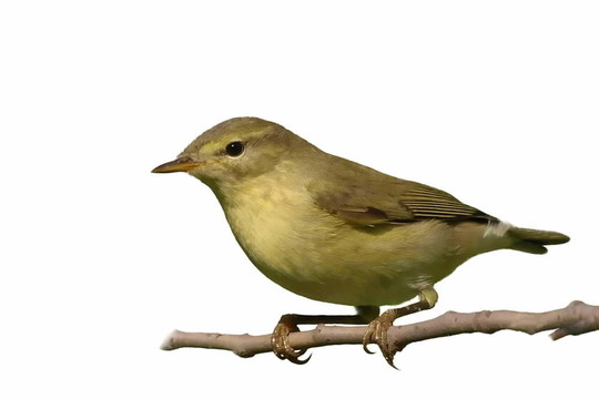 常見的Chiffchaff分離