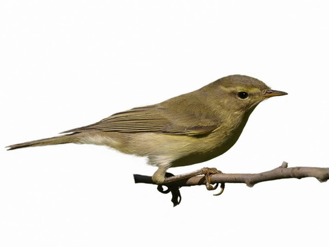 常見的Chiffchaff分離