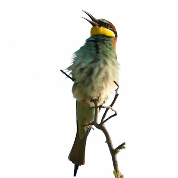 歐洲食蜂鳥黃喉蜂虎