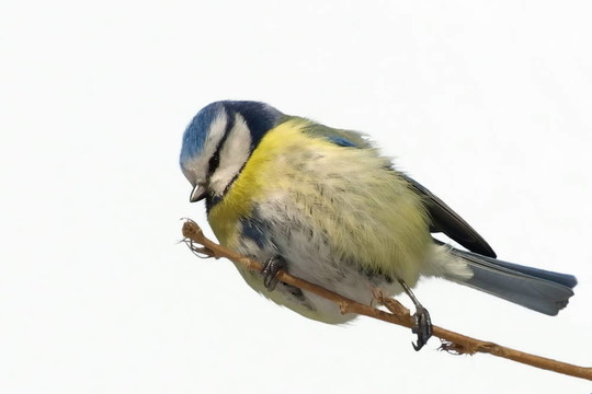 藍山雀孤立Parus caeruleus