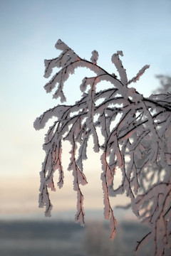 雪晶體中的一棵樹