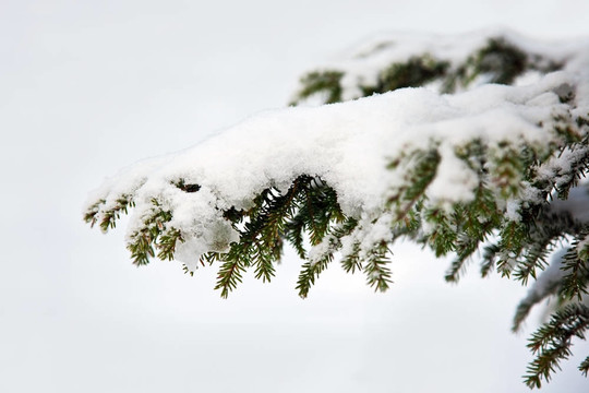 雪中的云杉枝