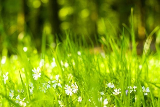 野生植物