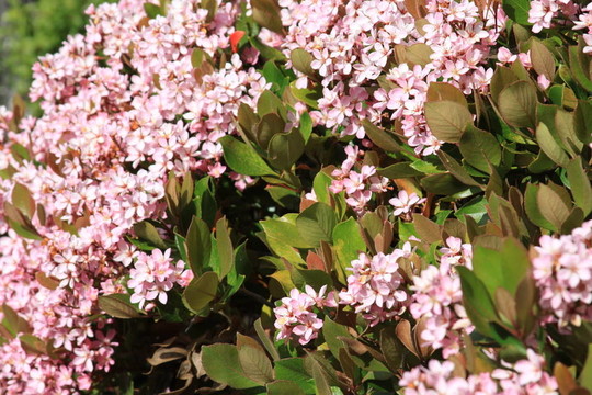 印度山楂花