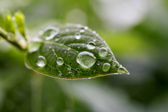 帶雨滴的樹葉