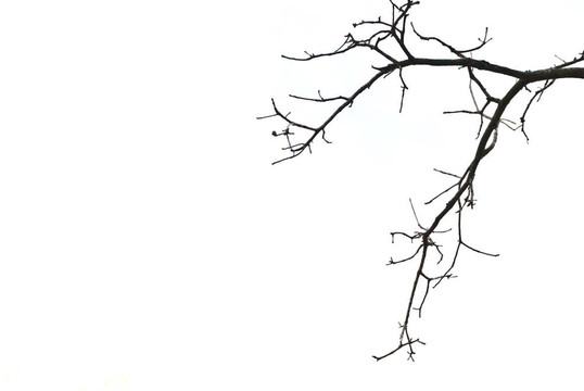 樹枝
