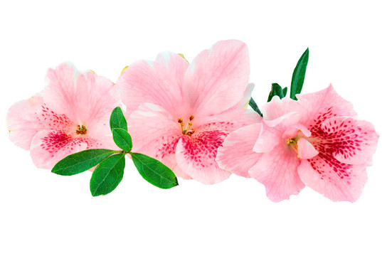 杜鵑花
