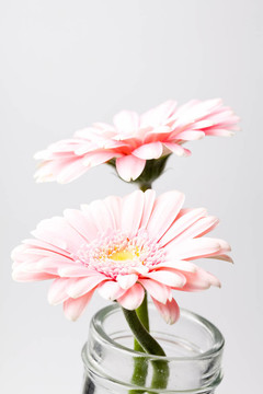 非洲菊