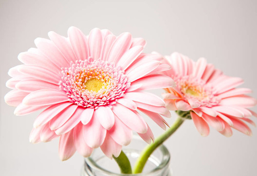 非洲菊