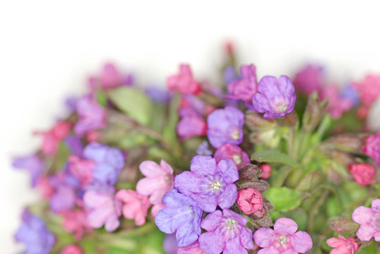 紫羅蘭花