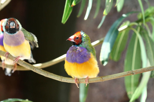 七彩文鳥Chloebia gouldiae來自澳大利亞