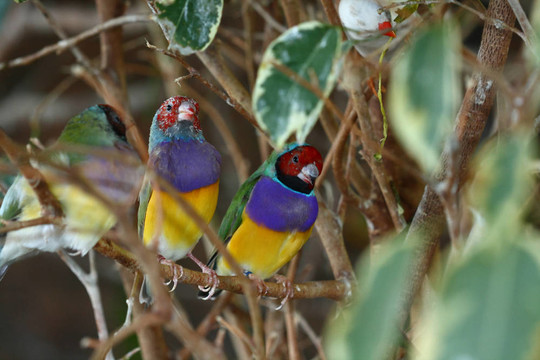 Gouldian finch；來自澳大利亞的七彩文鳥