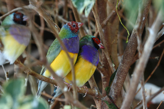 Gouldian finch；來自澳大利亞的七彩文鳥