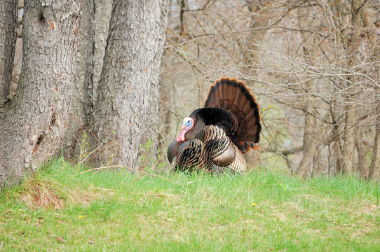 野火雞（Meleagris gallopavo）