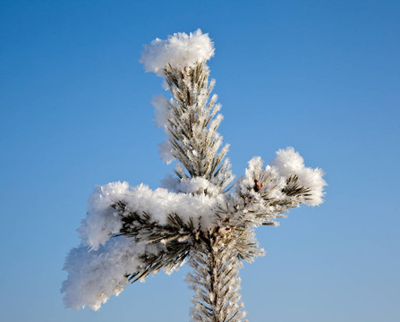 雪晶體中的一棵樹