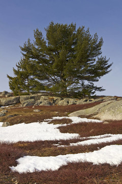 藍莓田野與雪巖石和灌木樹