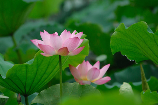 蓮花