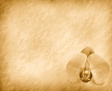 復(fù)古壁紙背景蘭花