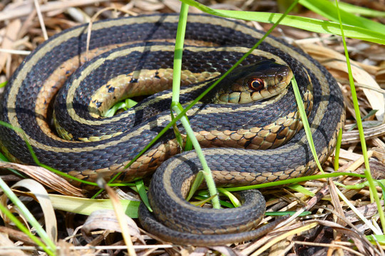 Garter Snake（Thamnophis sirtalis）