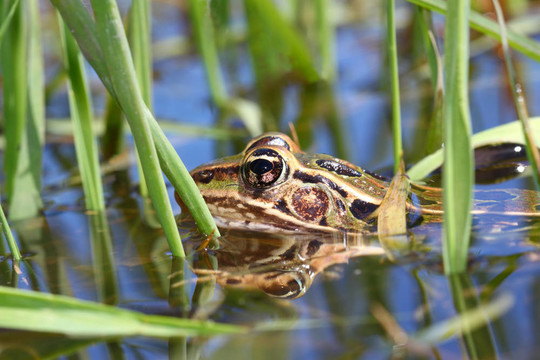 北方豹蛙（Rana pipiens）